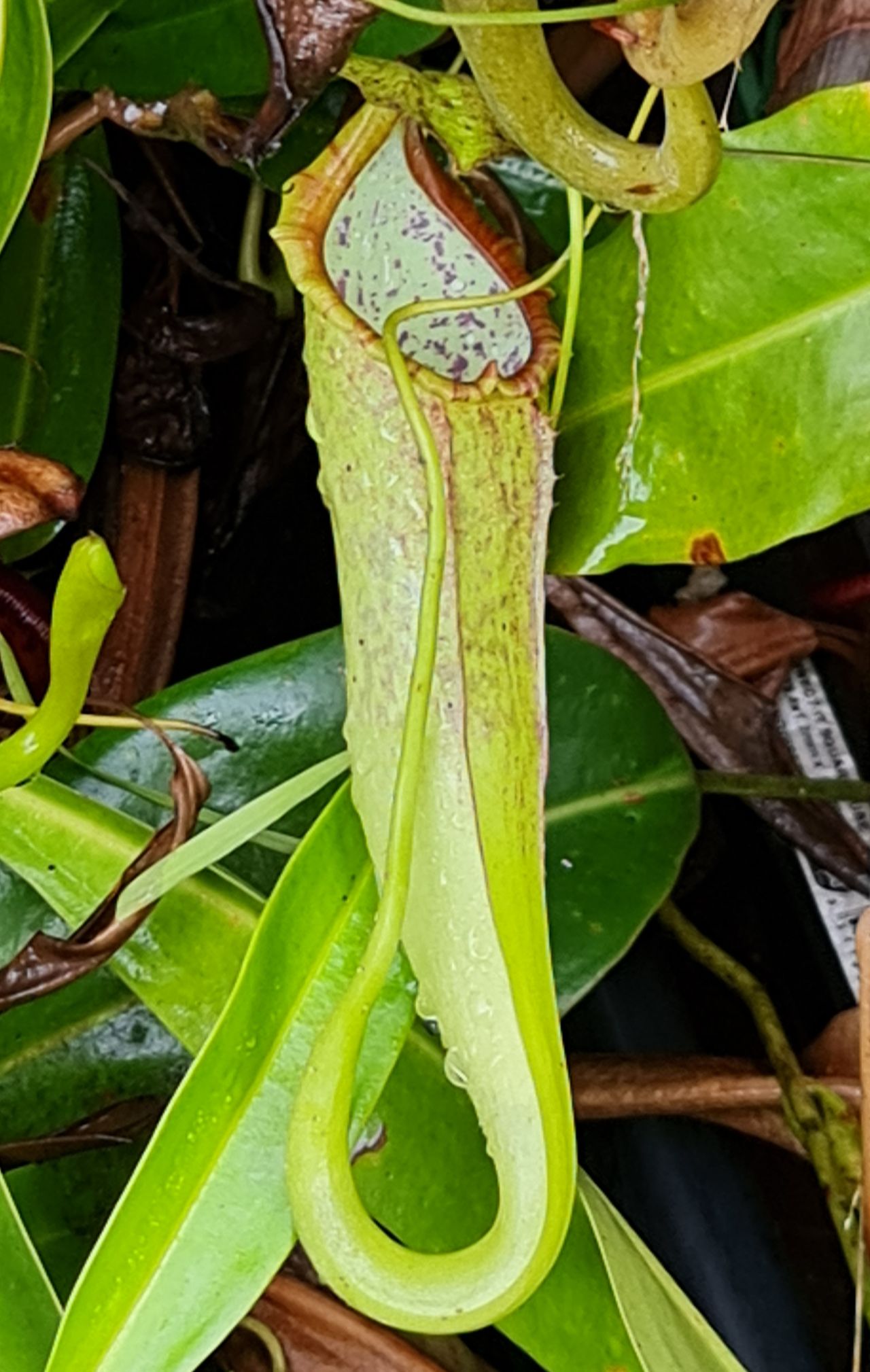 XN130 Nepenthes x (izumeae x maxima) – Bitey Plants