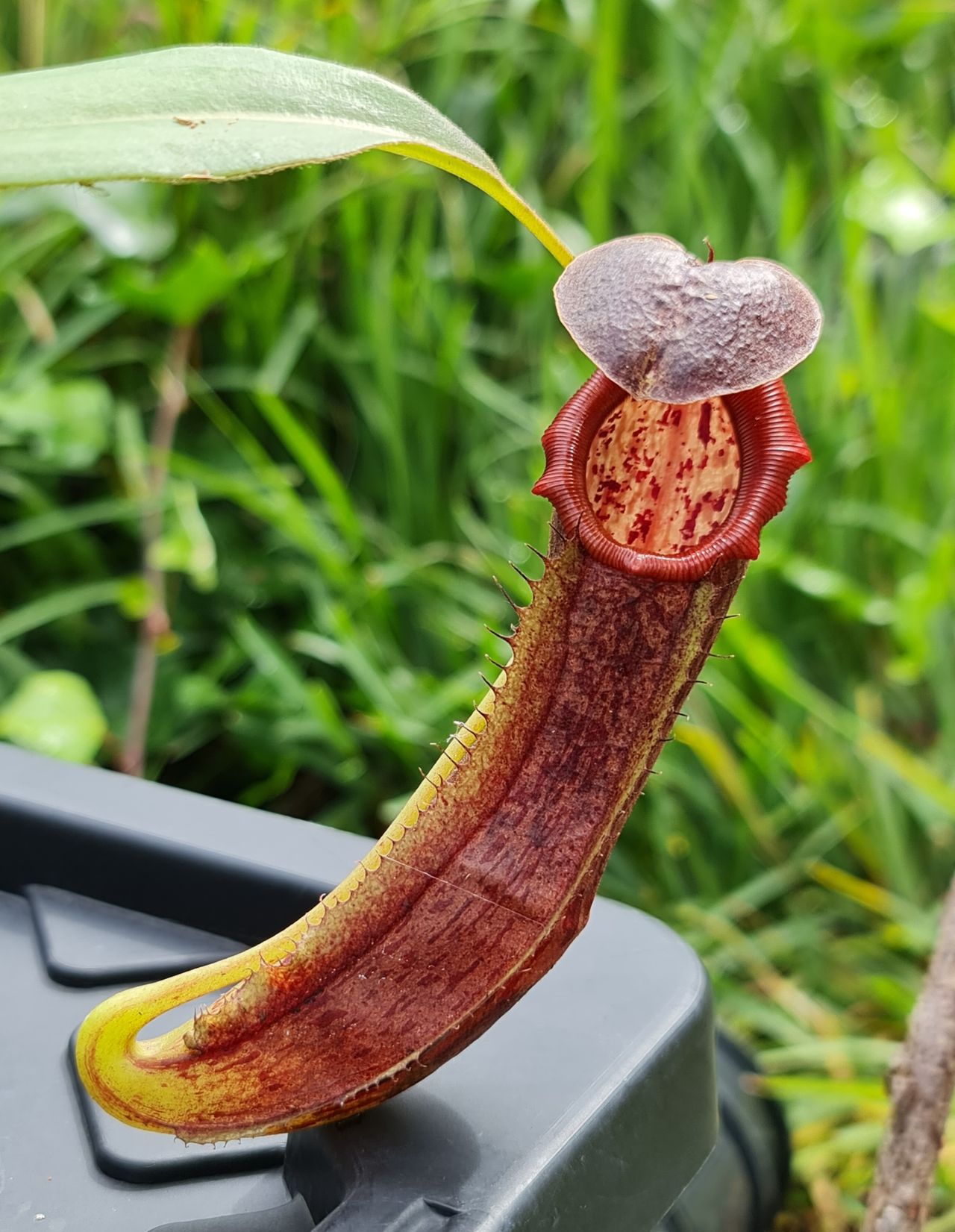 XN130 Nepenthes x (izumeae x maxima) – Bitey Plants