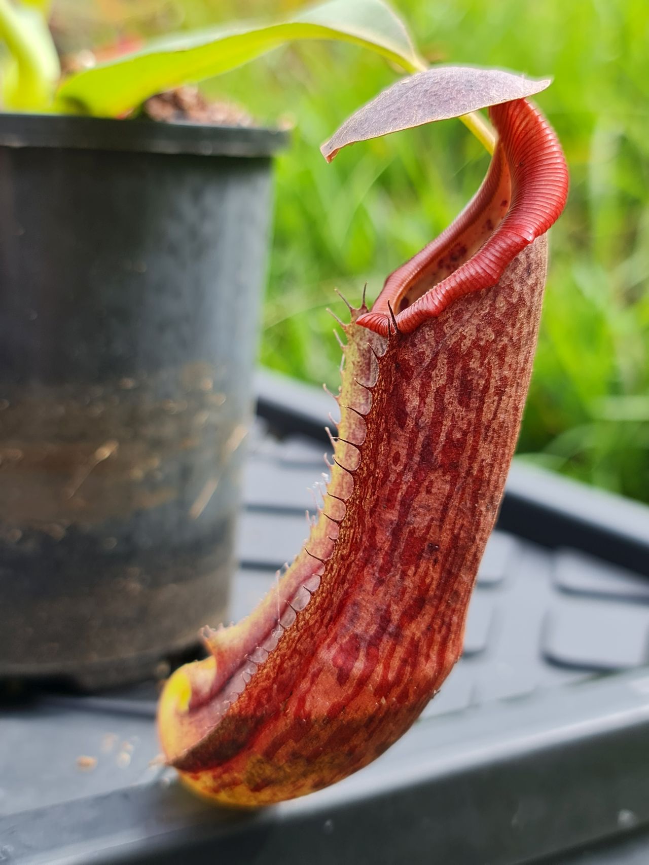 XN130 Nepenthes x (izumeae x maxima) – Bitey Plants