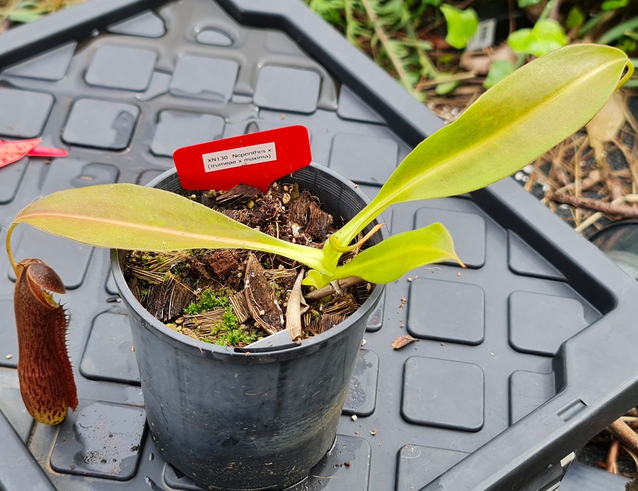 XN130 Nepenthes x (izumeae x maxima) – Bitey Plants