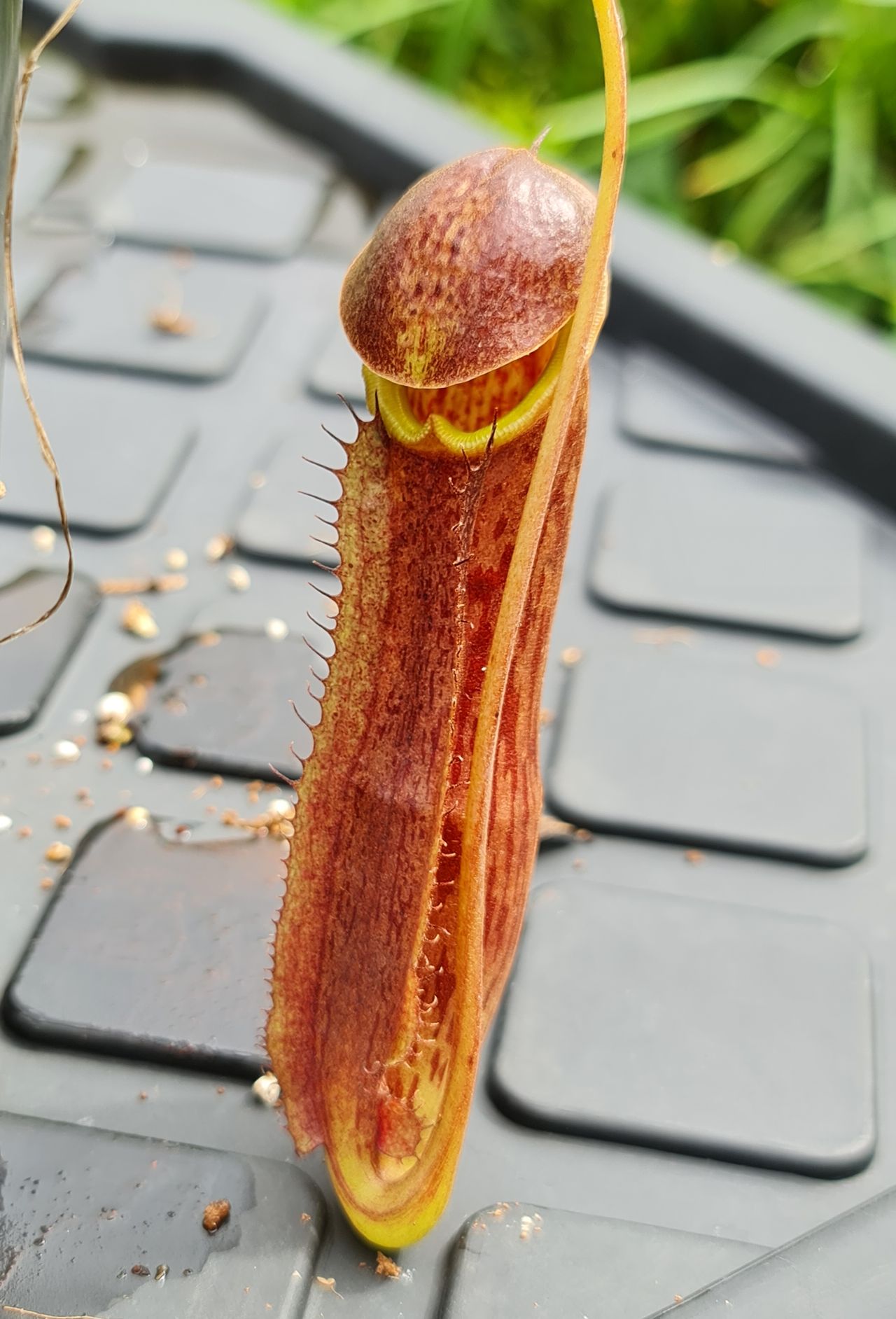 XN130 Nepenthes x (izumeae x maxima) – Bitey Plants