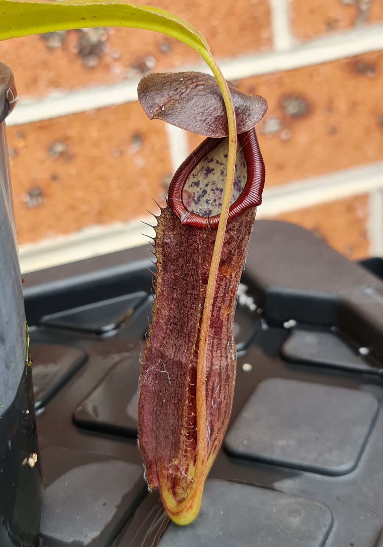 XN130 Nepenthes x (izumeae x maxima) – Bitey Plants
