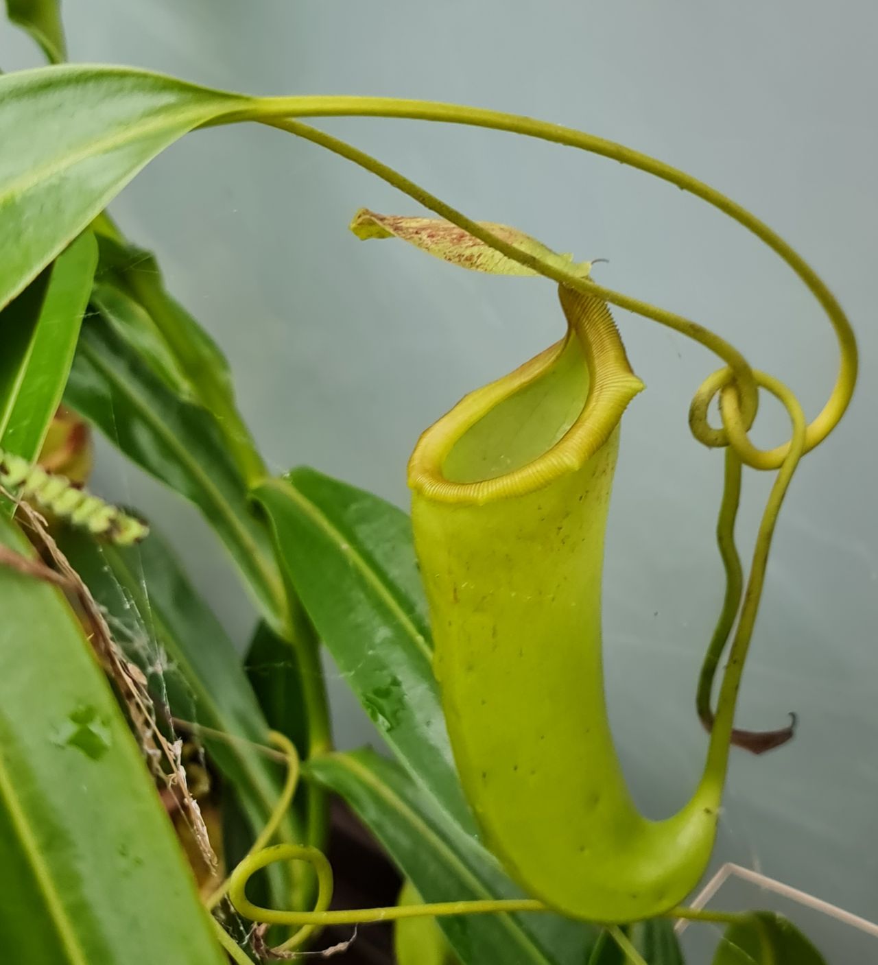 XN001 Nepenthes 'Red Leopard' – Bitey Plants