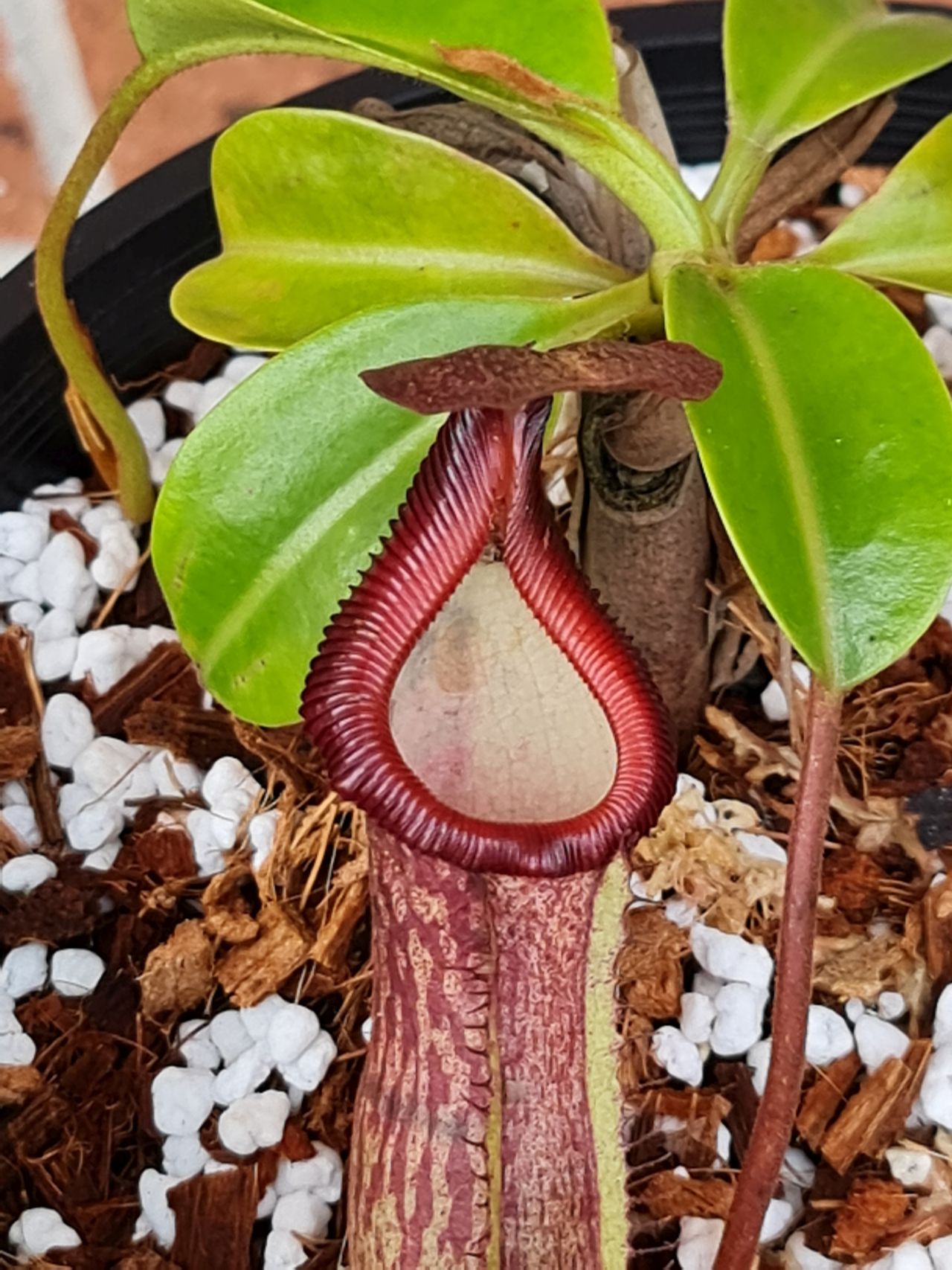 XN005 Nepenthes x (maxima x trusmadiensis) – Bitey Plants