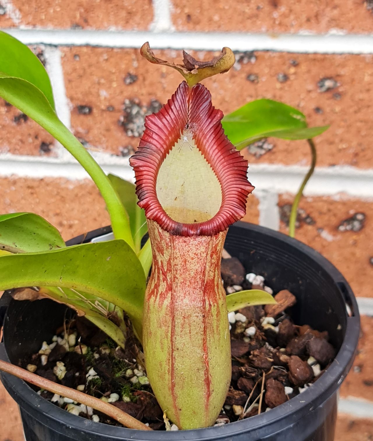 XN005 Nepenthes x (maxima x trusmadiensis) – Bitey Plants