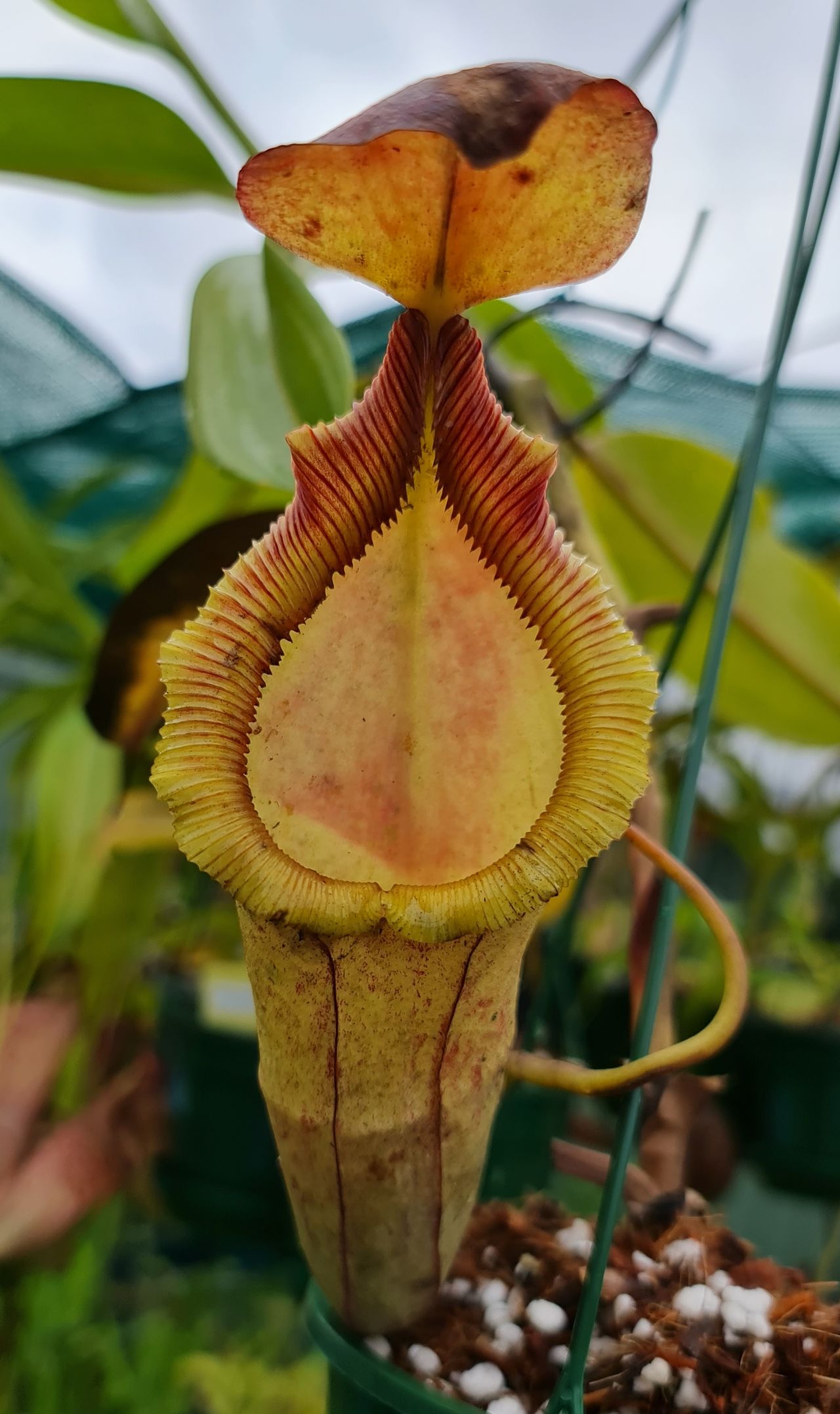 XN005 Nepenthes x (maxima x trusmadiensis) – Bitey Plants