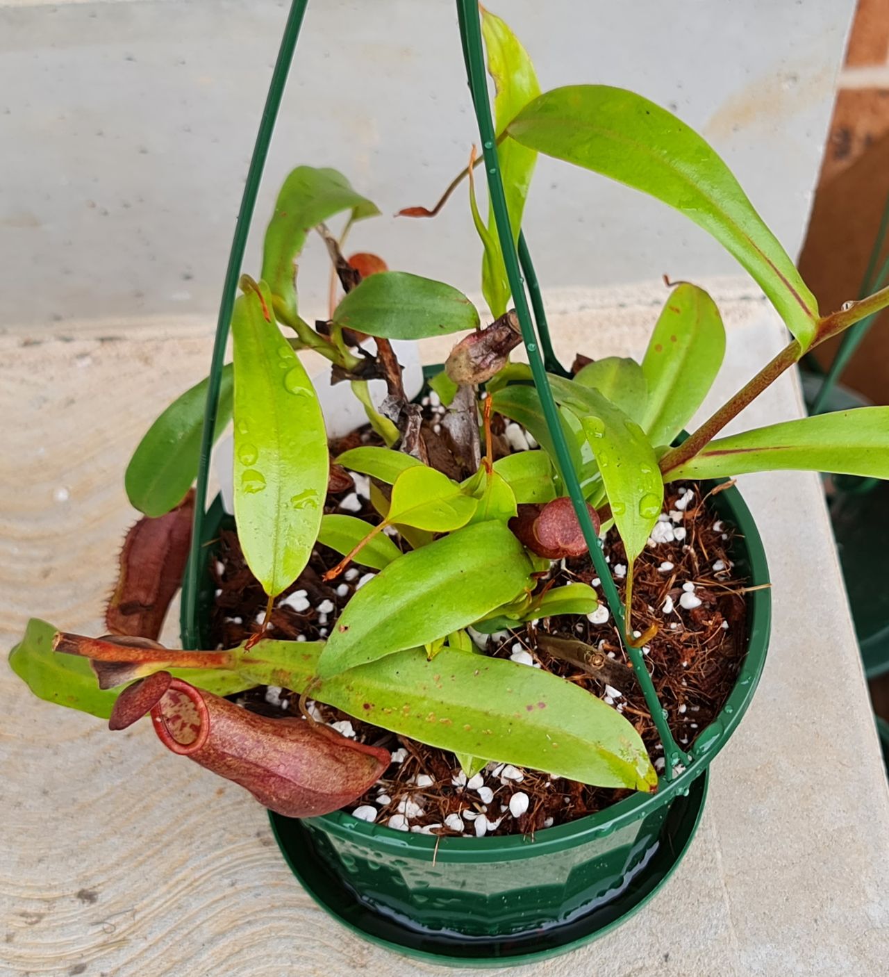 XN009 Nepenthes x (tobiaca x thorelii) – Bitey Plants