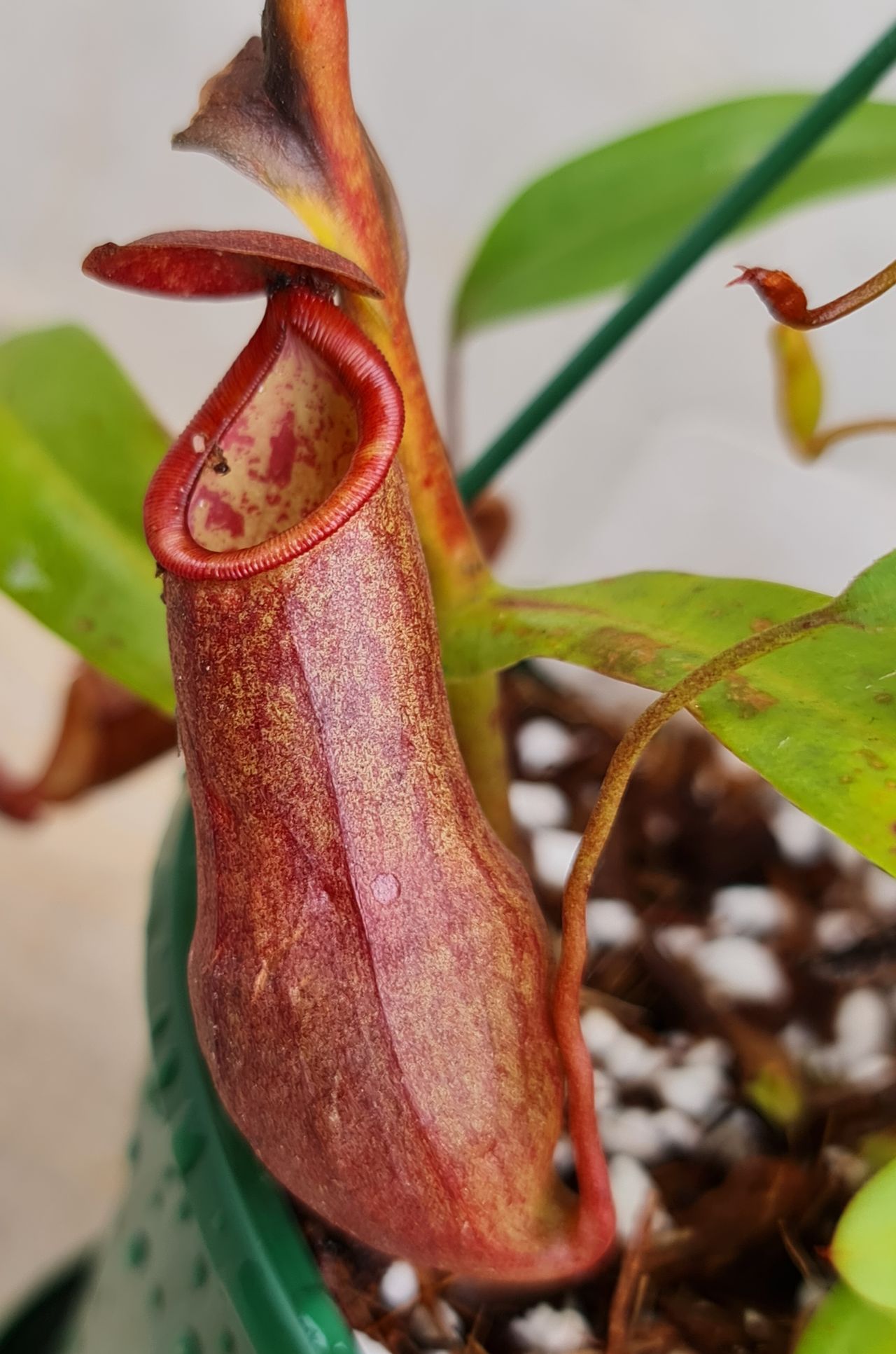 XN009 Nepenthes x (tobiaca x thorelii) – Bitey Plants