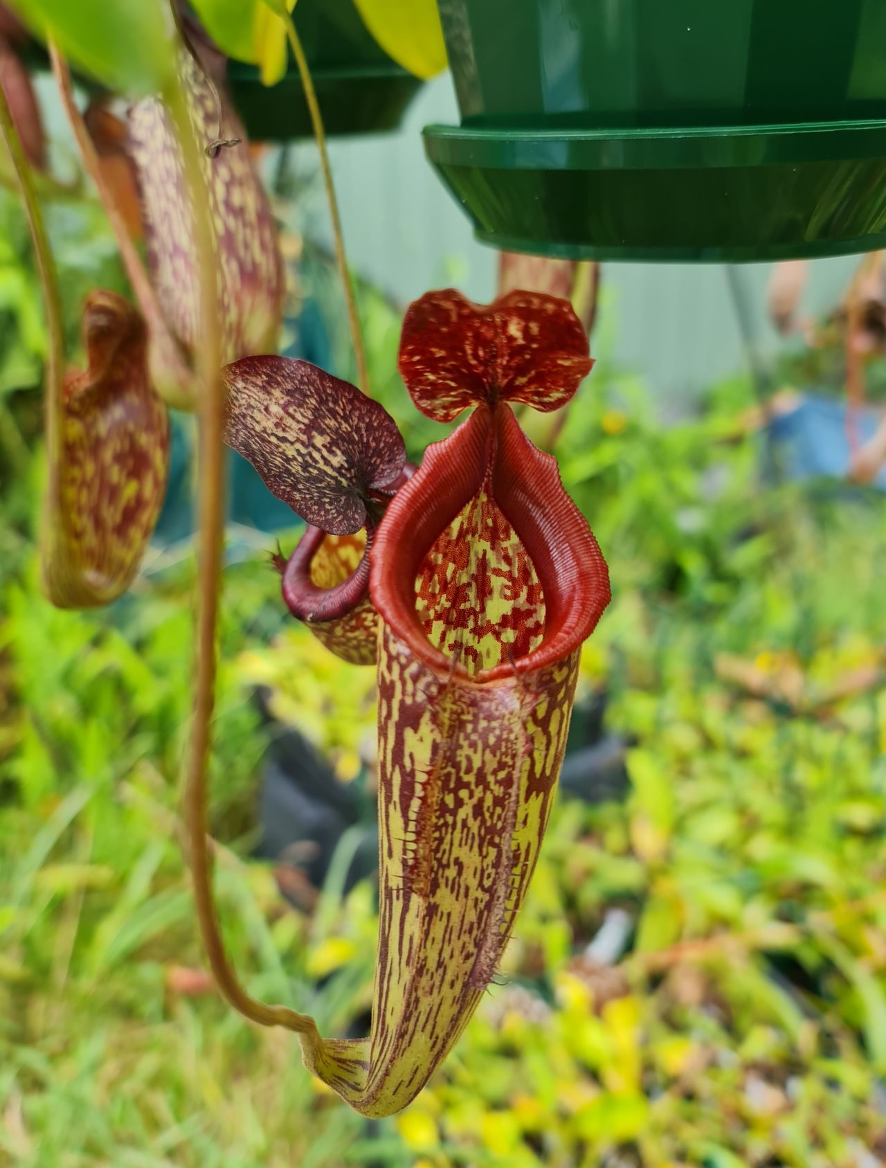 XN142 Nepenthes x (maxima x talangensis) – Bitey Plants