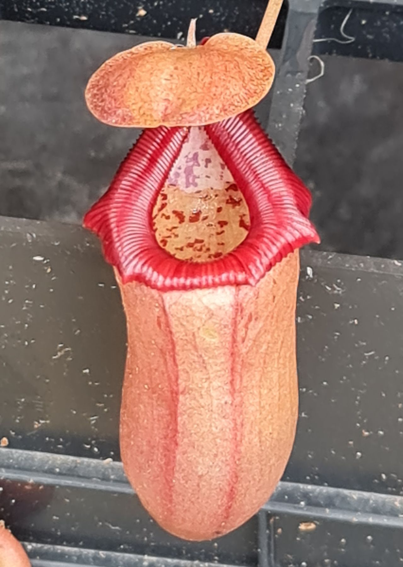 XN281 Nepenthes x ((ventricosa x sibyanensis) x ovata – Bitey Plants