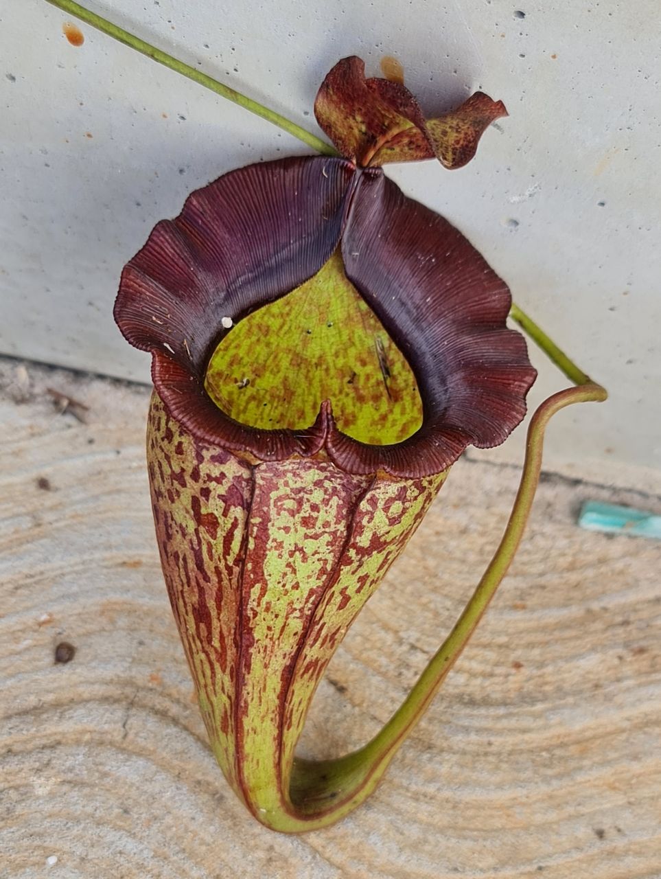XN047 Nepenthes x (maxima-dark x jacquelinae)) – Bitey Plants