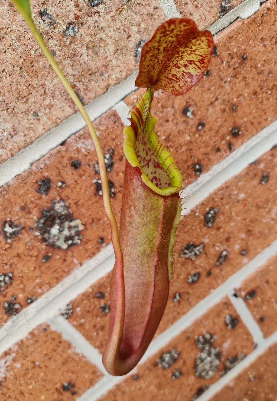 XN048 Nepenthes x (ventricosa-red x (lowii x (truncata x