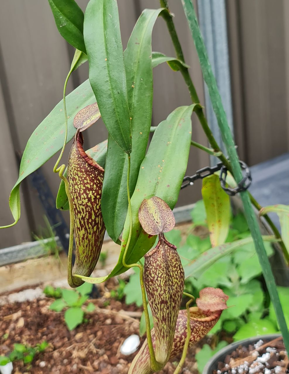 XN072 Nepenthes x (spectabilis x aristolochioides) – Bitey Plants
