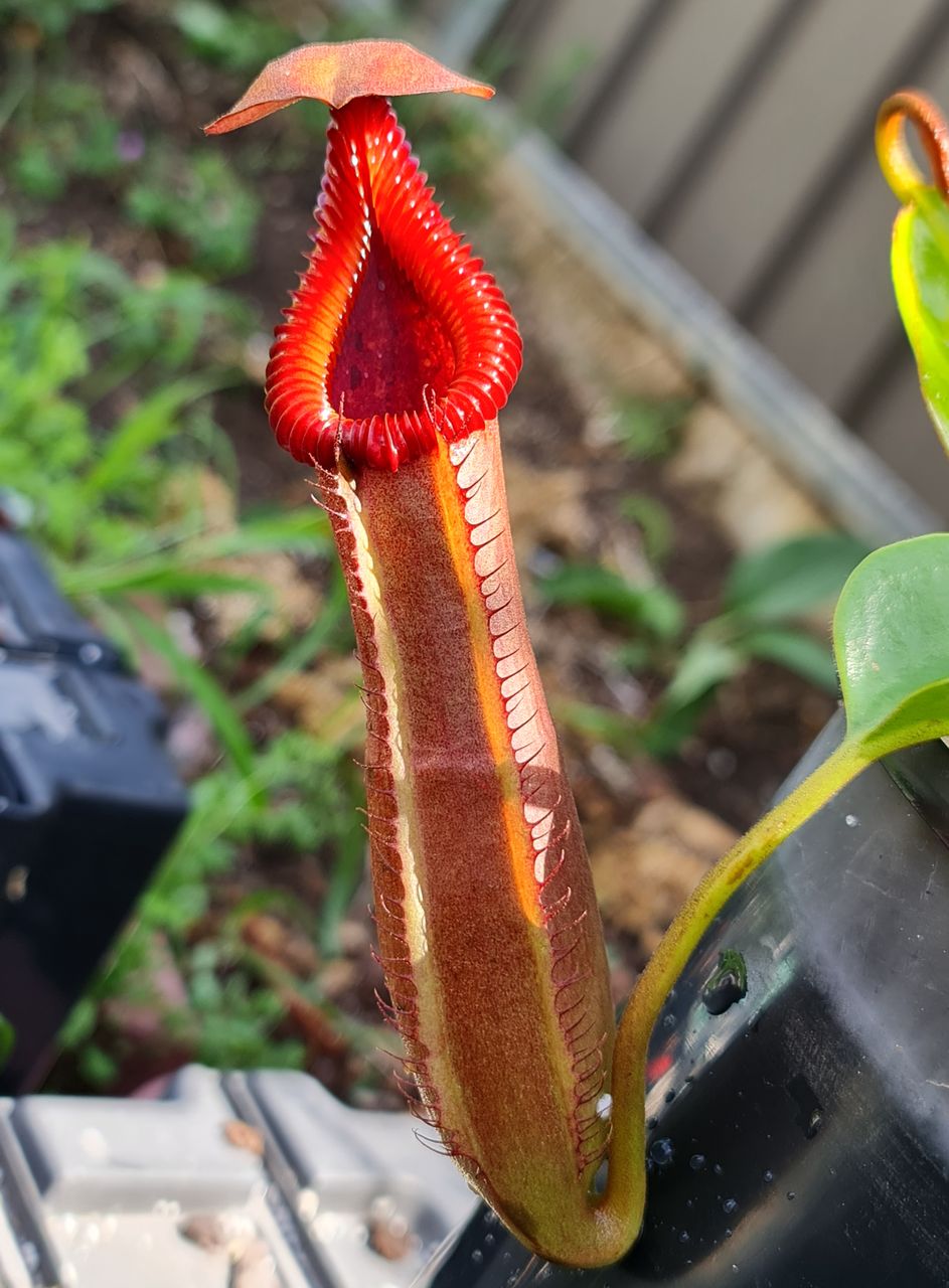 XN346 Nepenthes x (truncata-giant x edwardsiana) – Bitey Plants